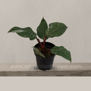 Philodendron white knight marble A