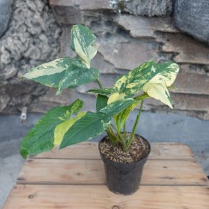 Syngonium Yellow Variegated