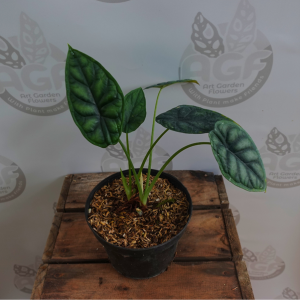 Alocasia dragon Scale
