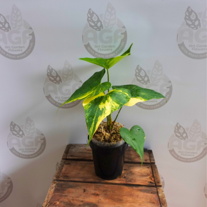 Anthurium Pterodactyl Variegata