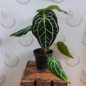 Anthurium Crystallinum Minahasa - Size Large