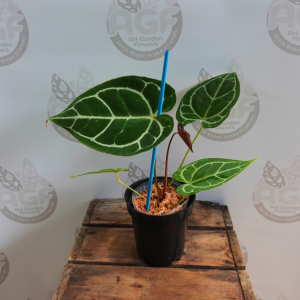 Anthurium Crystallinum Minahasa -Size Small