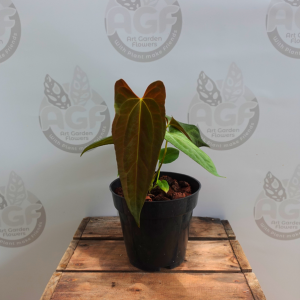 Anthurium Fort Sherman