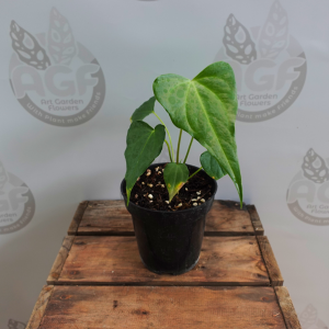 Anthurium Macrolobium