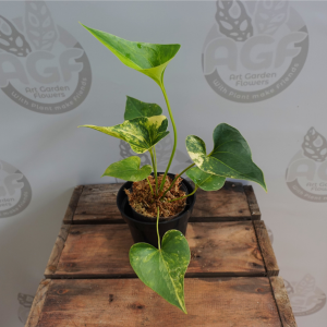 Anthurium Brownii Variegata
