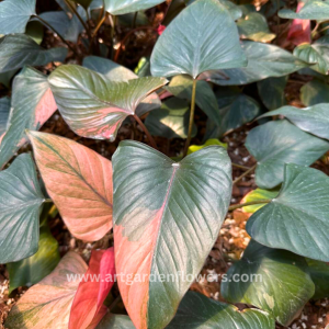 Homalomena Pink Diamond