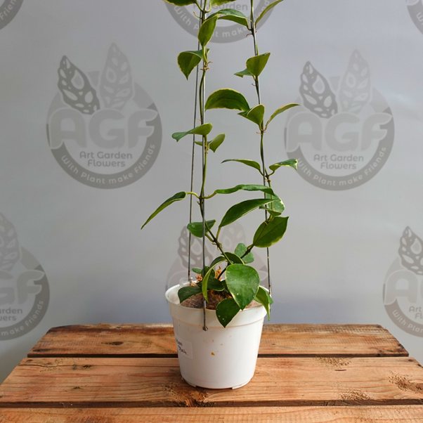 Hoya lacunosa Asami Splash