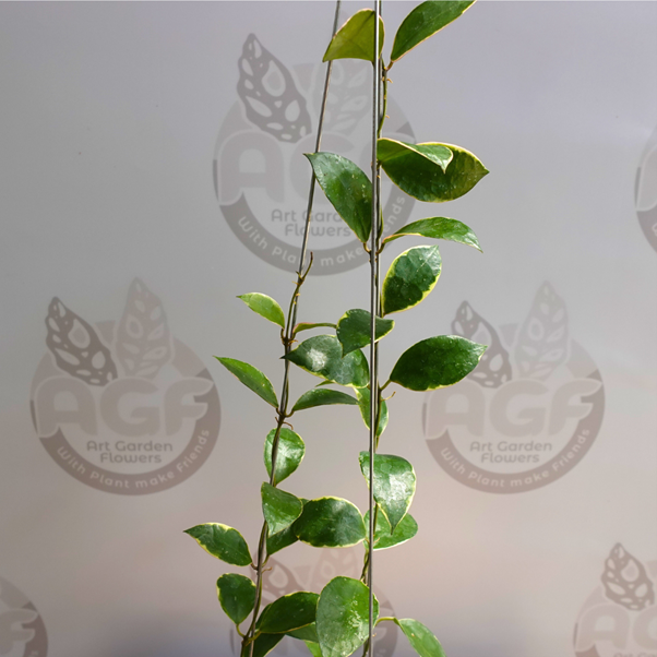 Hoya lacunosa Asami Splash - Image 2