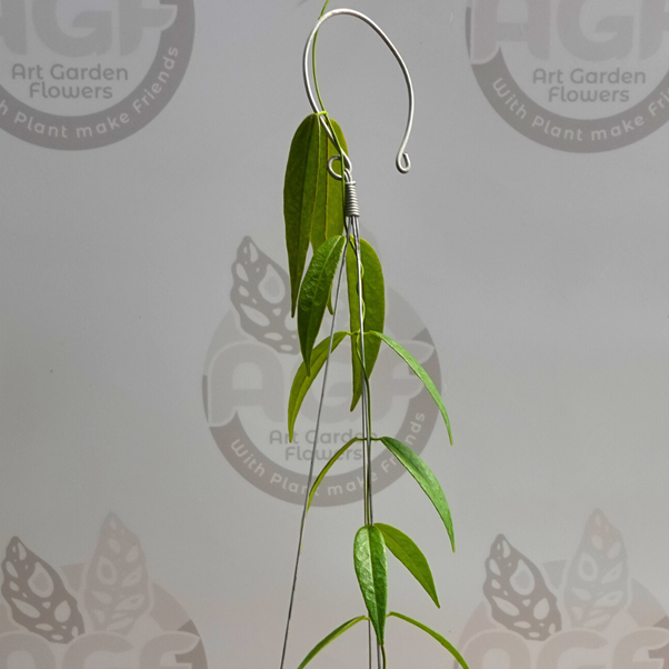 Hoya Paradisea - Image 2