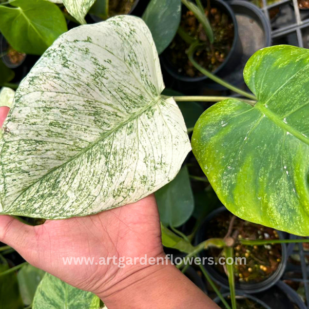 Monstera White Monster