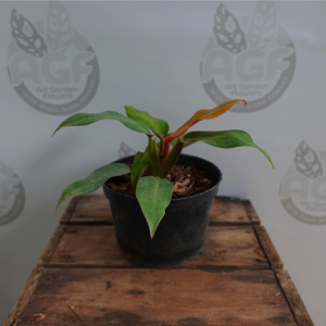 Philodendron Orange Marmalade