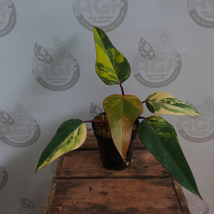 Philodendron Red Anderson