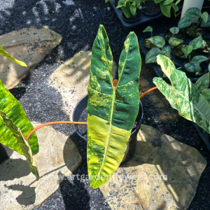 Philodendron Billitiae Variegated