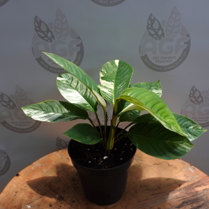 Raphidophora foraminifera Variegated