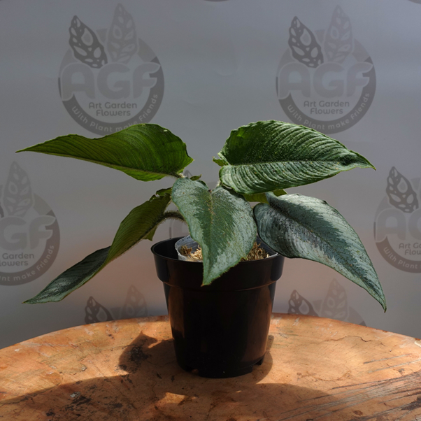 Schismatoglottis Ciliata