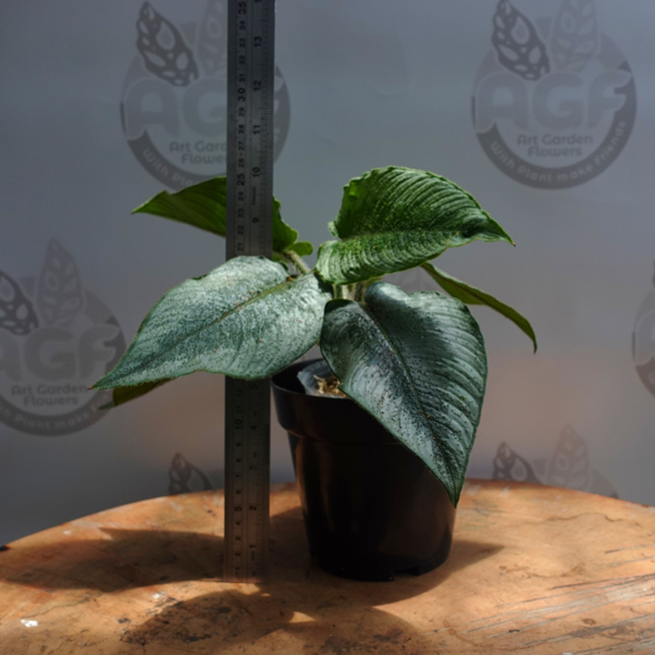 Schismatoglottis Ciliata - Image 2