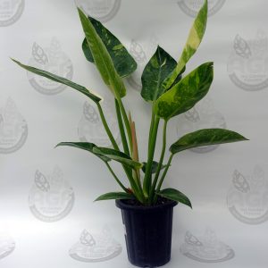 Philodendron Greencongo Marble