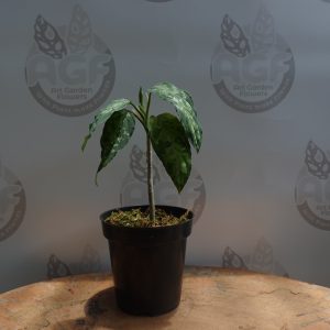 Aglaonema Pictum Tricolor