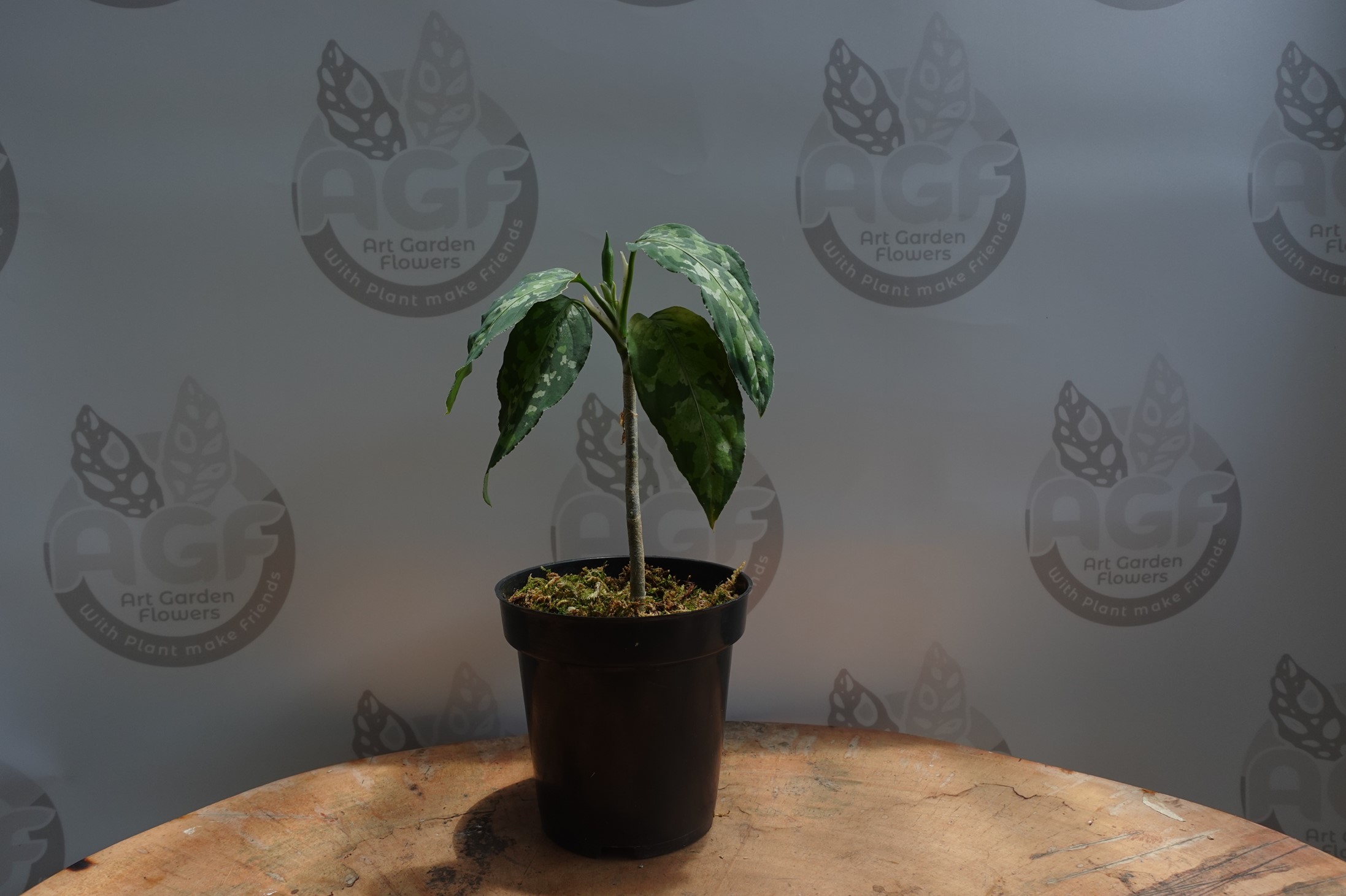 Aglaonema Pictum Tricolor - Art Garden Flowers
