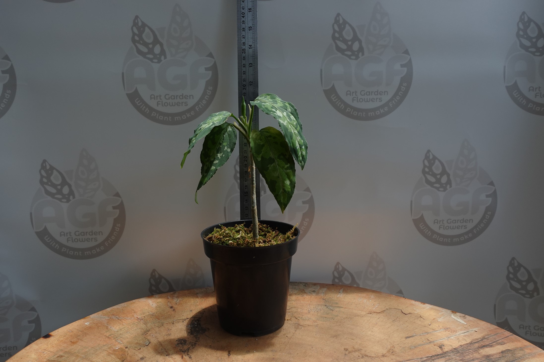 Aglaonema Pictum Tricolor - Image 2