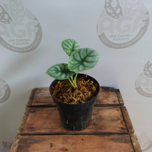 Alocasia Dragon Silver