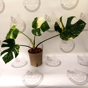 Monstera Platinum