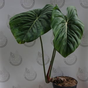 Philodendron Pastazanum