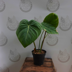 Philodendron Pastazanum