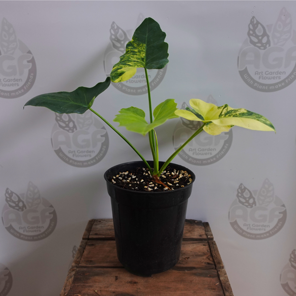 レア！Philodendron williamsii var NO2 Philodendron Williamsii Variegated 6