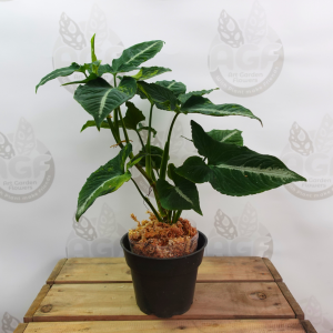 Syngonium Scramble Egg