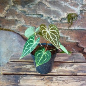 Anthurium Clarinervium