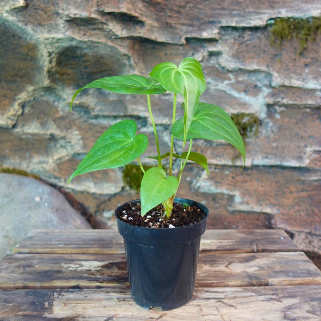 Anthurium Macrolobium