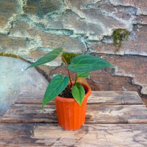 Anthurium Papi x Papi red steam