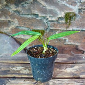 Anthurium Warocqueanum