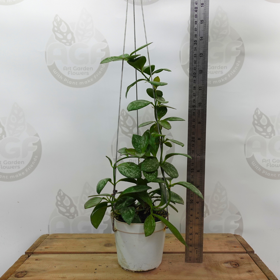 Hoya Collina Splash - Image 2