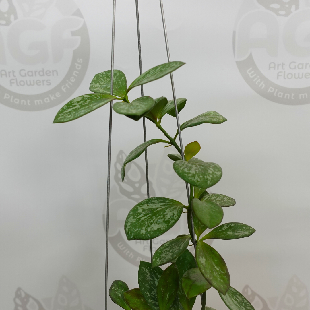 Hoya Collina Splash - Image 3