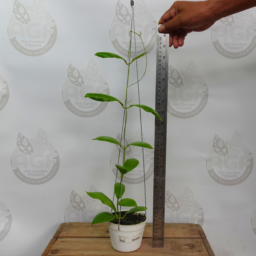 Hoya Indaysarae - Image 4