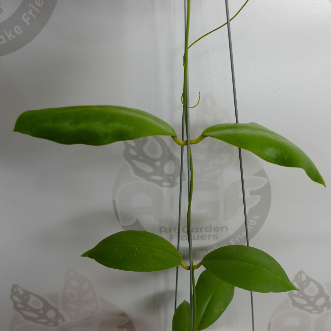 Hoya Indaysarae - Image 3