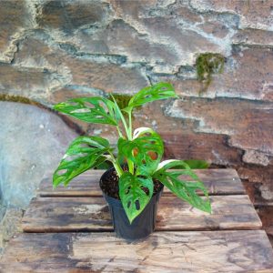 Monstera Adansonii Japan Var
