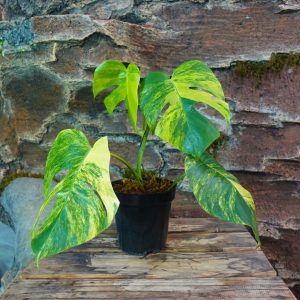 Monstera Marmorata