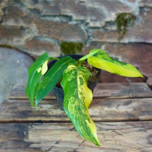Philodendron Domesticum