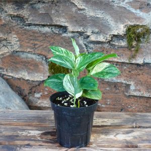 Scindapsus Moonlight Marble