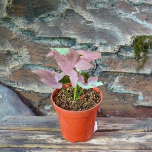 Syngonium Strawberry Milk