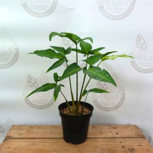 Syngonium Angustatum Variegated