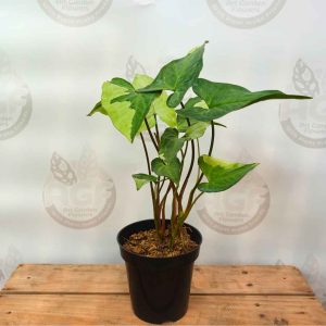 Syngonium Thrikings