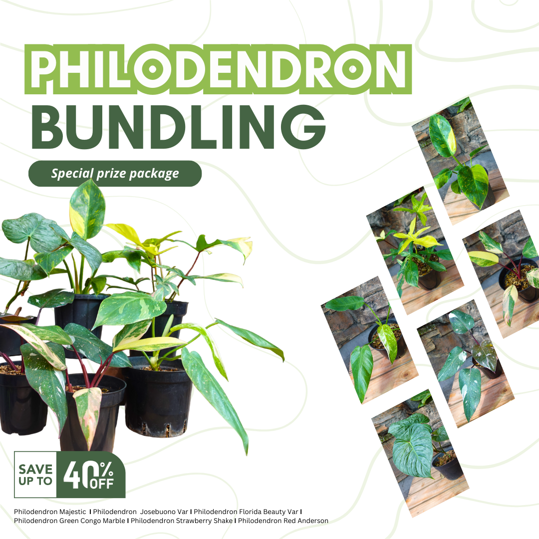 Philodendron Special Bundling