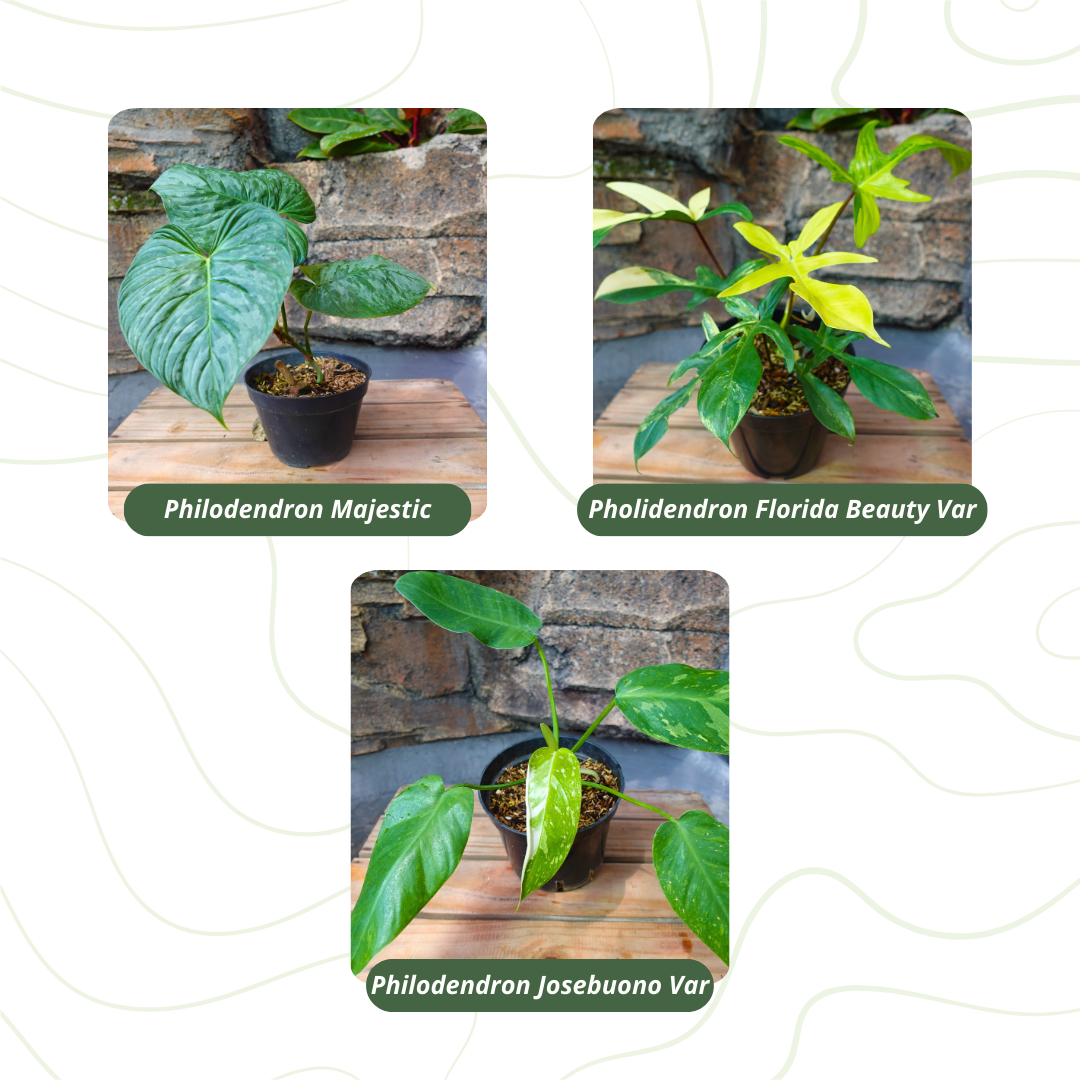Philodendron Special Bundling - Image 2