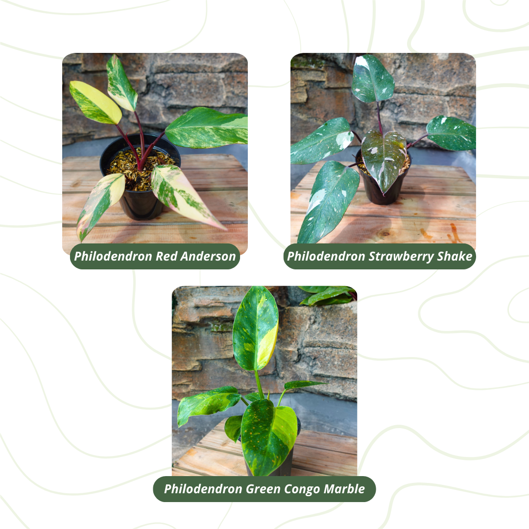 Philodendron Special Bundling - Image 3