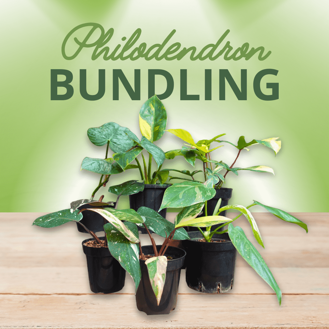 Philodendron Special Bundling - Image 4