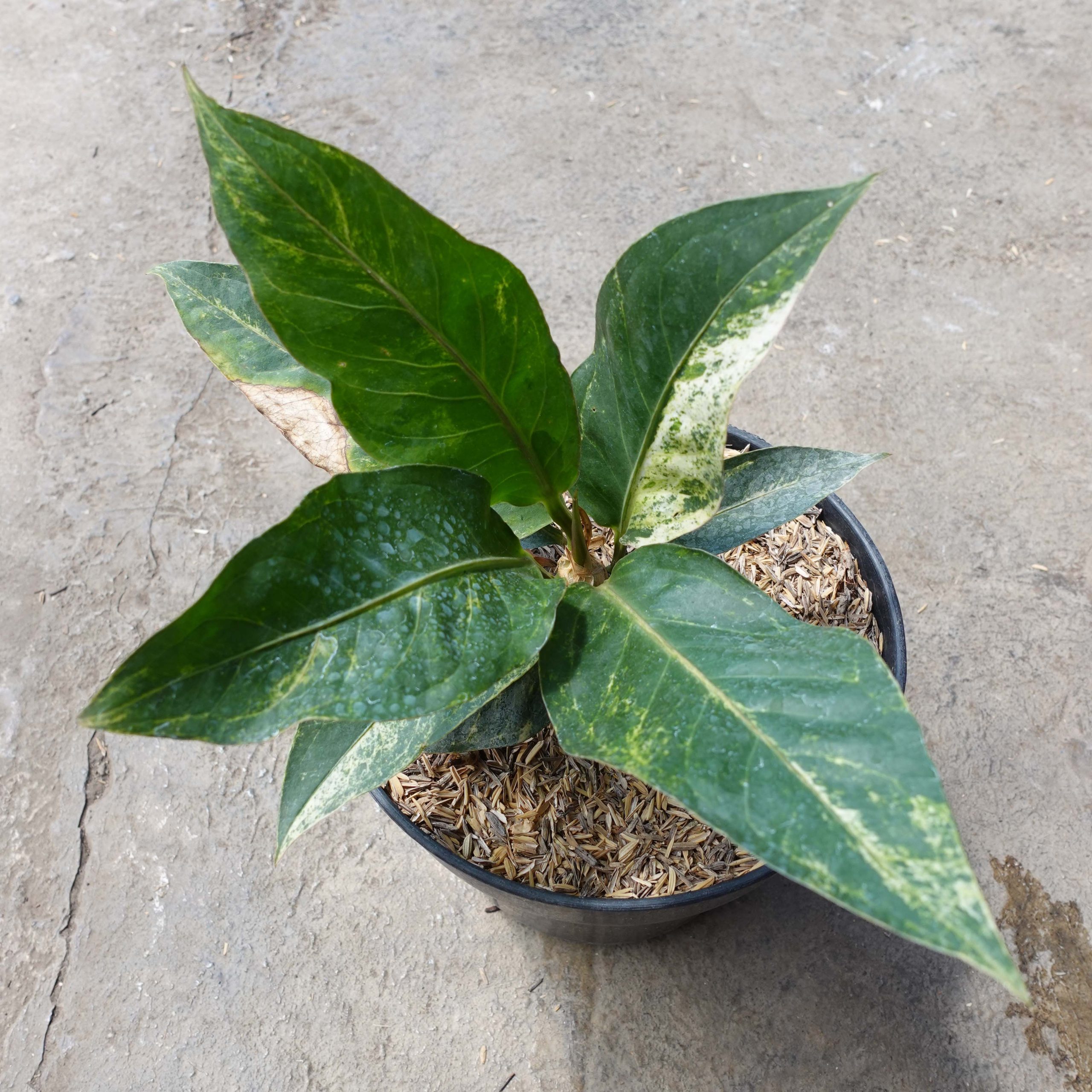Anthurium Hookeri/renaissance Pink Variegated